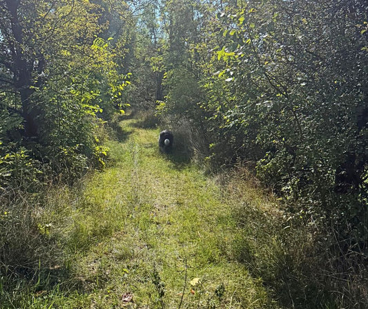 Hugo walking along a green woodland path on a sunny September day